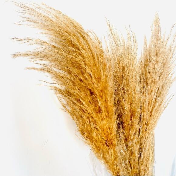 NEW TARGET Tan Cream Beige Dried Preserved Pampas Grass Floral Accent Decor - Picture 2 of 4